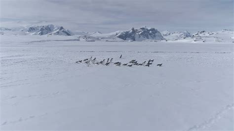 Gentoo Penguin Group Migration Coast Aerial Stock Footage SBV-348798429 ...