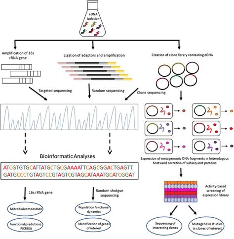 Schematic View Of Functional Metagenomic Strategies For The