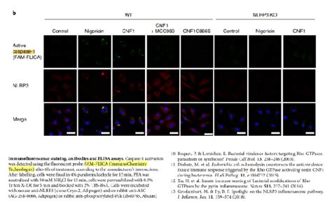 ICT FAM FLICA Caspase 1 活性分析试剂盒解决方案 每日生物评论