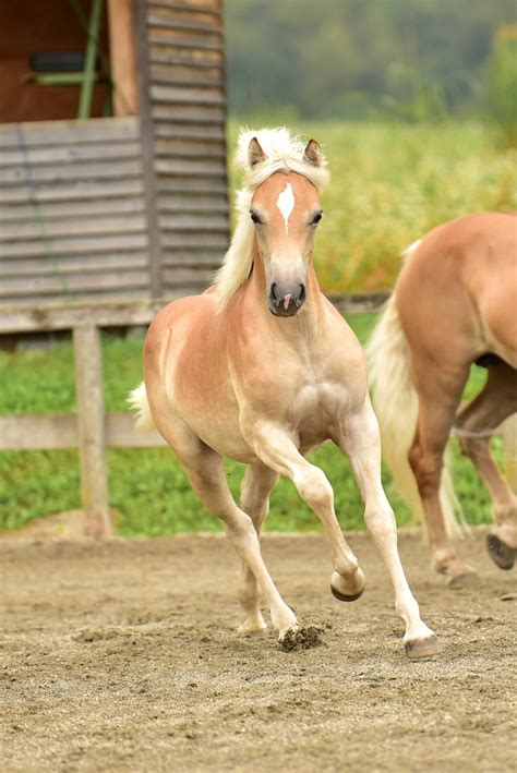 Loreena ZH Haflinger Stute 2020 Fuchs Pferd Austria