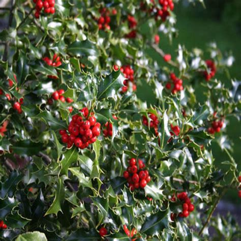 Ilex Aquifolium Alaska