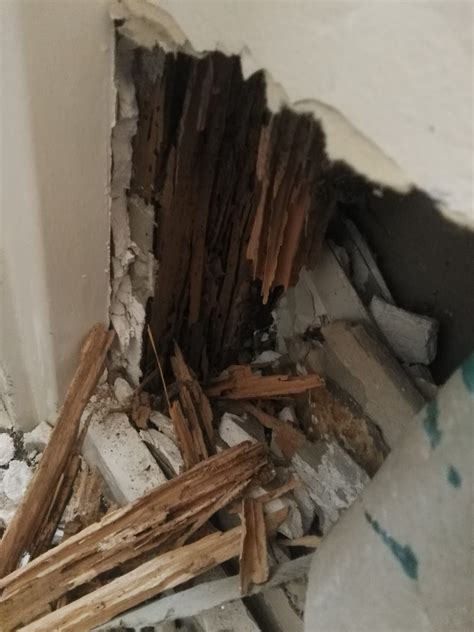 Hidden Termite Activity Causing Extensive Damage - Precision Pest Control