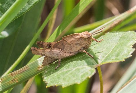 Maryland Biodiversity Project Northern Green Striped Grasshopper Chortophaga Viridifasciata