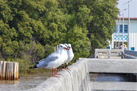 A Dove Perched On A Concrete Fence Stock Photo Image Of Outdoor