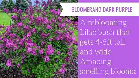 Bloomerang Dark Purple Lilac Youtube