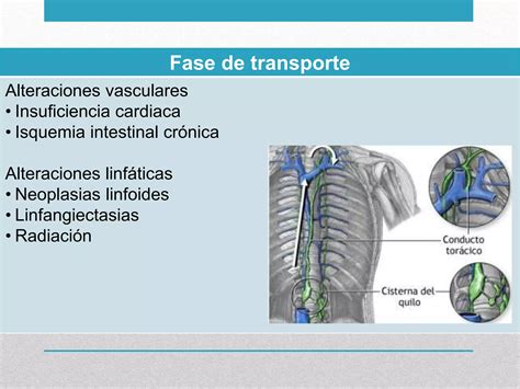 Said Malabsorci N S Ndrome De Absorci N Intestinal Deficiente Ppt