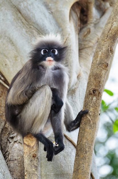 Premium Photo Dusky Leaf Dusky Langur Spectacled Langur Or