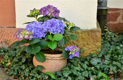 Cuidado De Hortensias En Maceta Gu A Completa Con Consejos De Experto