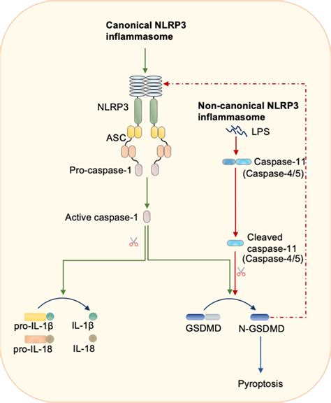 NLRP3 Inflammasome Activation Through Canonical And Noncanonical