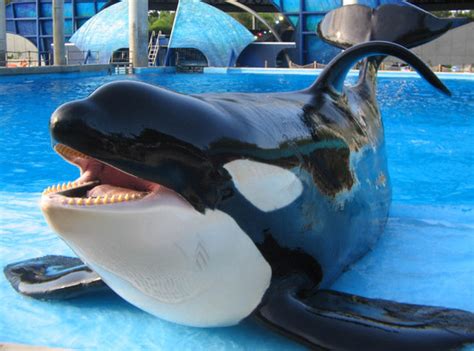 Shamu Orca Info