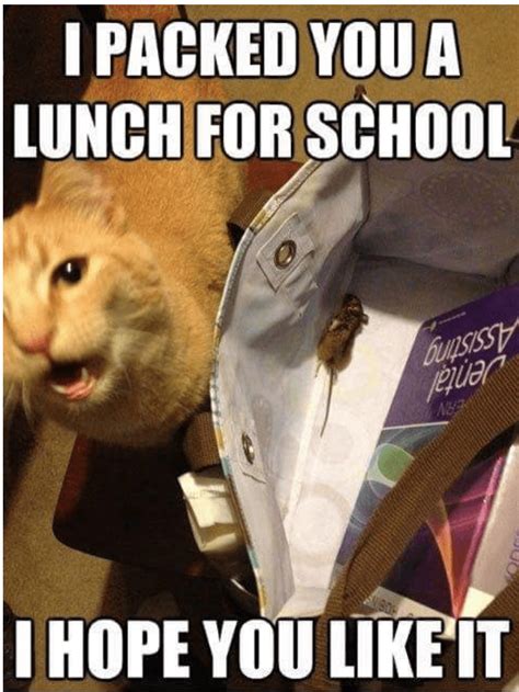 Great Cat Memes That We Think You'll Love