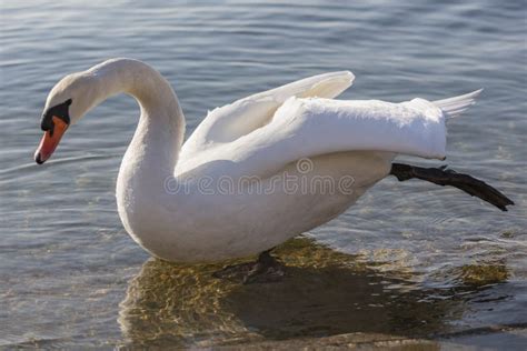 Swan Spreads Its Wings To Dry Stock Photo Image Of Nature Fauna