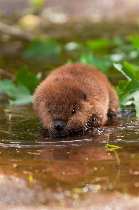 Castor Canadensis Beaver Lodge In Taiga Wetlands Stock Photo Image Of