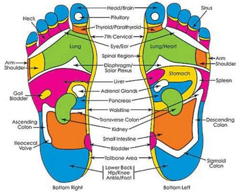 Printable High Resolution Foot Reflexology Chart