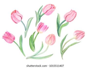 Tulip Watercolor Over Royalty Free Licensable Stock