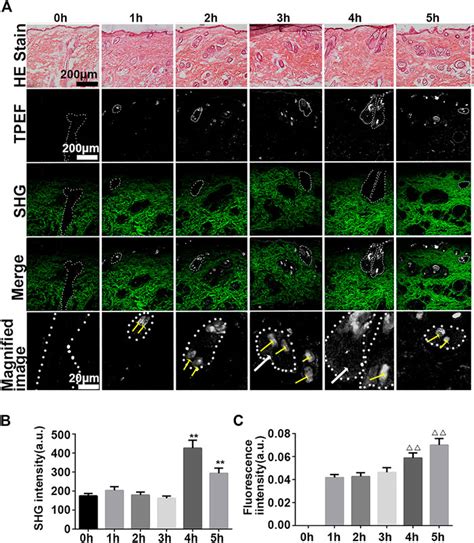 Frontiers In Vivo Visualization Of Collagen Transdermal Absorption By