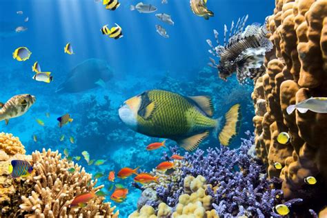 Coral Reef Health Can Be Measured Through Sound •