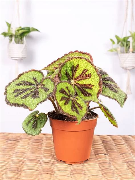 Begonia Rock Niska Cena Na Allegro Pl