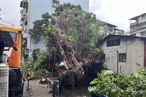 快訊卡努強風！北市承德路巨樹連根拔起 倒塌瞬間2人路過驚險畫面曝 中天新聞網