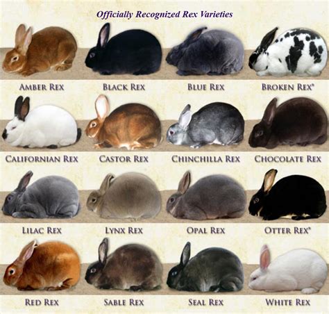 Rex Rabbit Color Chart