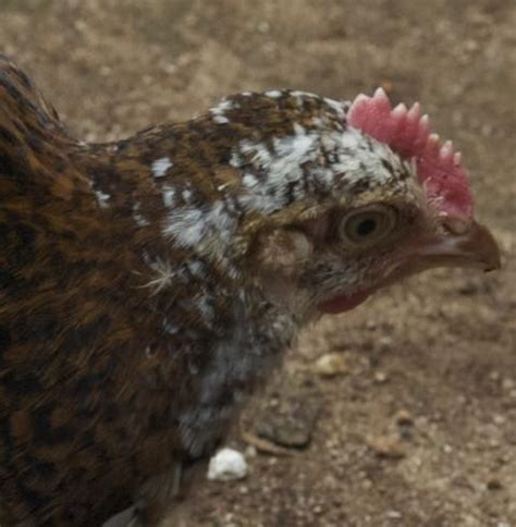 Speckled Sussex chicks...what gender are we? | BackYard Chickens ...