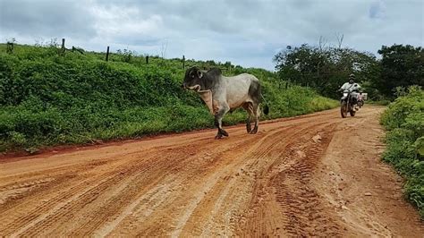 Levando As Vacas Pro Pasto O Touro Se Desviou Passando Pra Visitar A