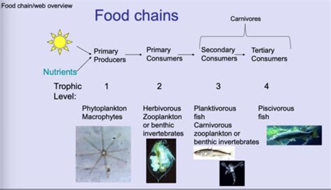 Aquatic Food Chains And Webs Including Microbial Loop Flashcards Quizlet