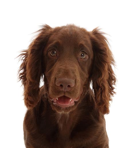 Chocolate Working Cocker Spaniel Puppy Photograph By Mark Taylor Pixels