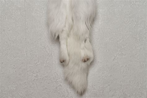 Arctic Fox Taxidermy Tanned Fur Pelt White Fox Snow Fox Skin Hide