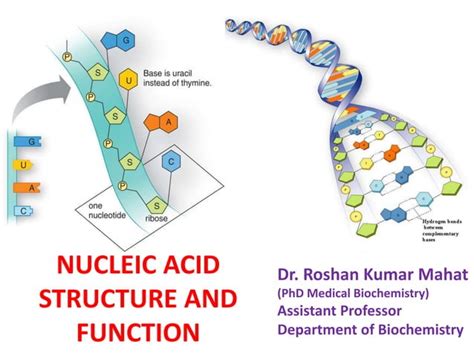 Nucleic acid structure and function | PPT