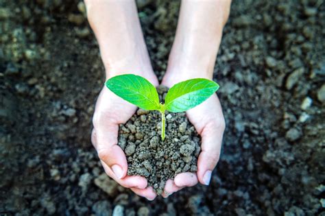 Qué es un Fertilizante Tipos de Fertilizantes Agrícolas y Abonos