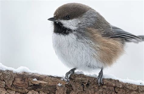 Webinars Great Backyard Bird Count