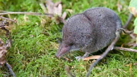 Amazing Facts About Shrews Onekindplanet Animal Education And Facts