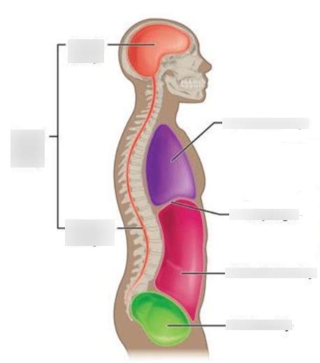 body cavities lateral view diagram quizlet