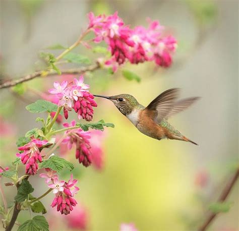 Hummingbird Heaven 2 By Angie Vogel Hummingbird Pictures