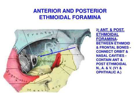 Ethmoidal Foramina