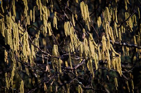 Beautiful Corkscrew Hazel Tree with Hanging Flowers and Thin Branches Under Bright Sunlight ...