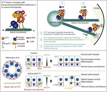 Huntingtin Regulates Mammary Stem Cell Division And Differentiation