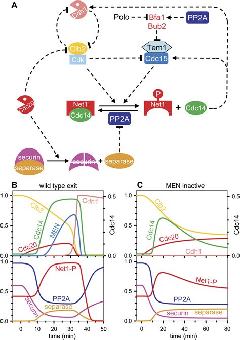 Downregulation Of Pp Acdc Phosphatase By Separase Initiates Mitotic