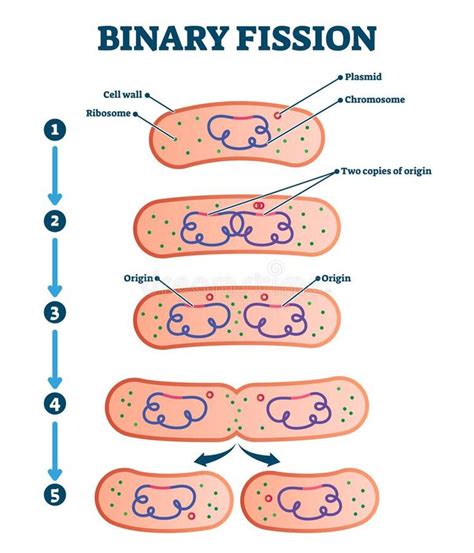 Binary Fission Process Diagram