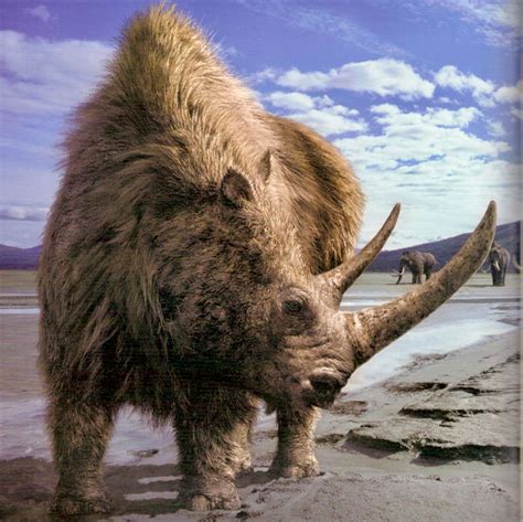 The Extinct Woolly Rhinoceros Coelodonta Antiquitatis Was Once Common