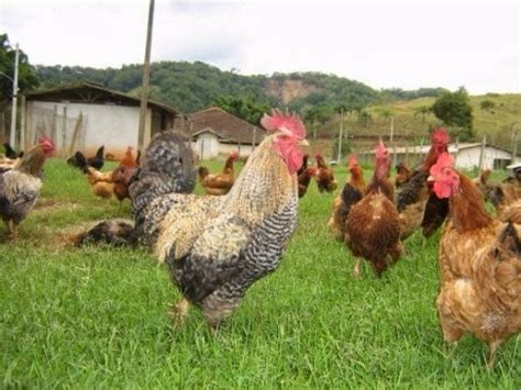 Como Acabar Os Carrapatos No Ambiente Elimine De Vez O Carrapato