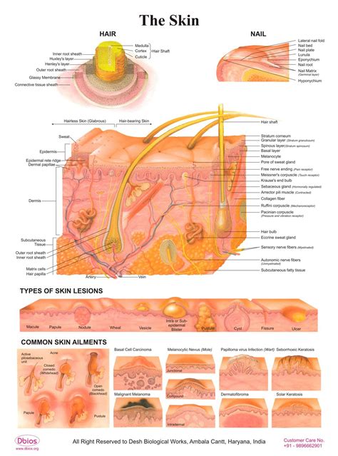 Buy Dbios Laminated The Skin Hair Nail Types Of Skin Lesion Common