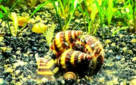 Assassin Snail Breeding 101: A Comprehensive Beginners Guide