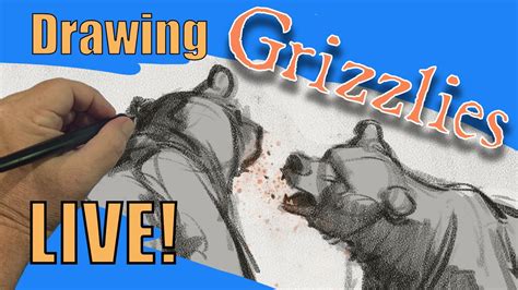 Drawing Grizzly Bears Live Youtube