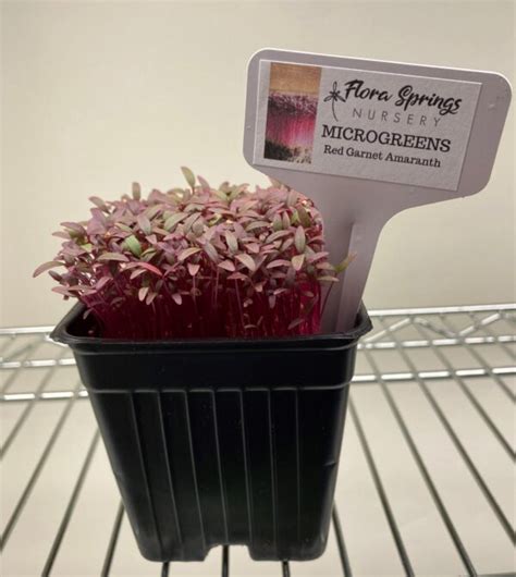 Red Garnet Amaranth Microgreens Flora Spring Nursery