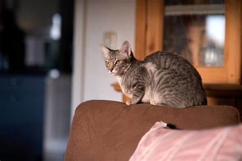 Thaimahal Marie Osh As Unsere Orientalisch Kurzhaar Zuchtkatze