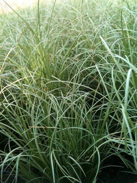 Lichtnelke Neuseeland Segge Frosted Curls Carex Comans Amazon