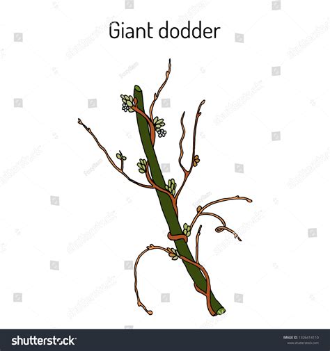 Dodders: Over 499 Royalty-Free Licensable Stock Vectors & Vector Art