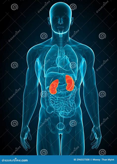 Medical Illustration Of The Human Kidneys Stock Illustration